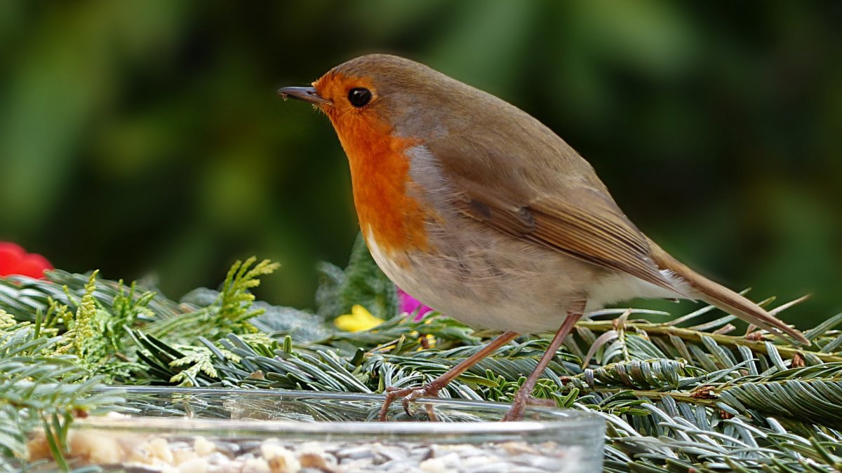 Певчие птицы