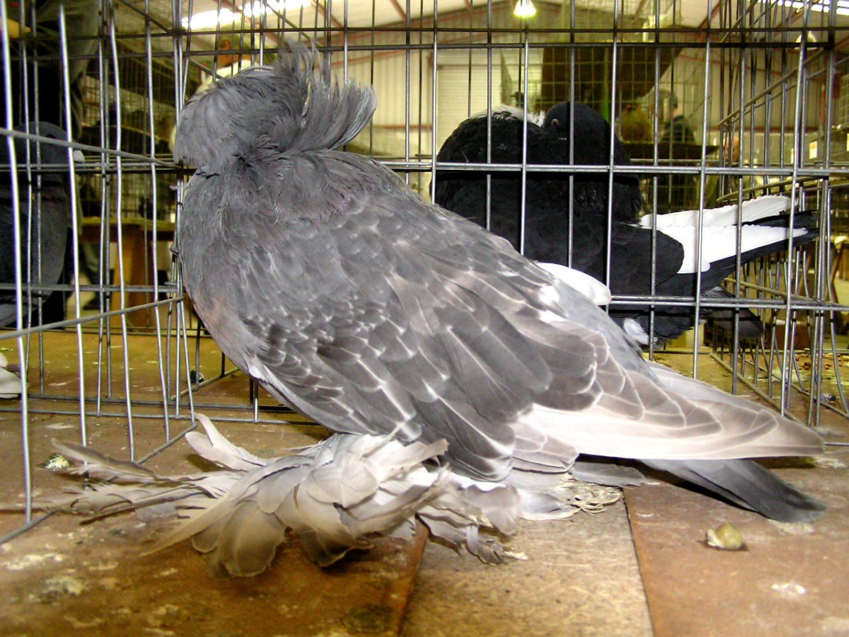 Бухарский трубач