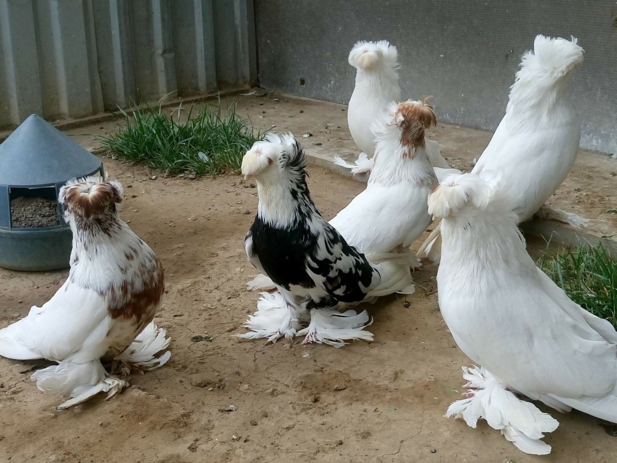 Бухарские голуби