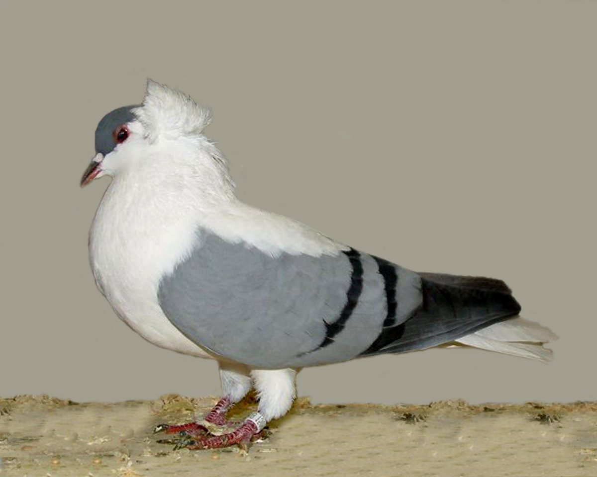 Голуби породы Богемская космоногая