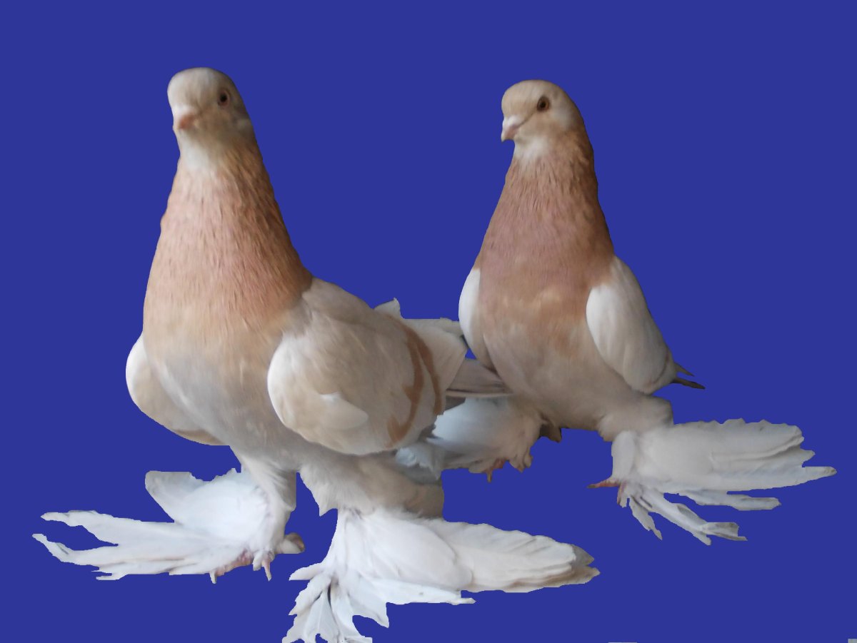 Туркменские Агараны