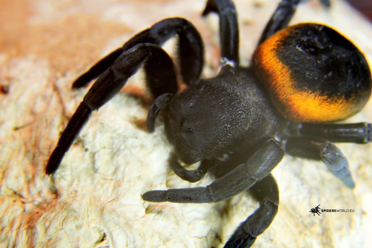 Eresus walckenaeri паук