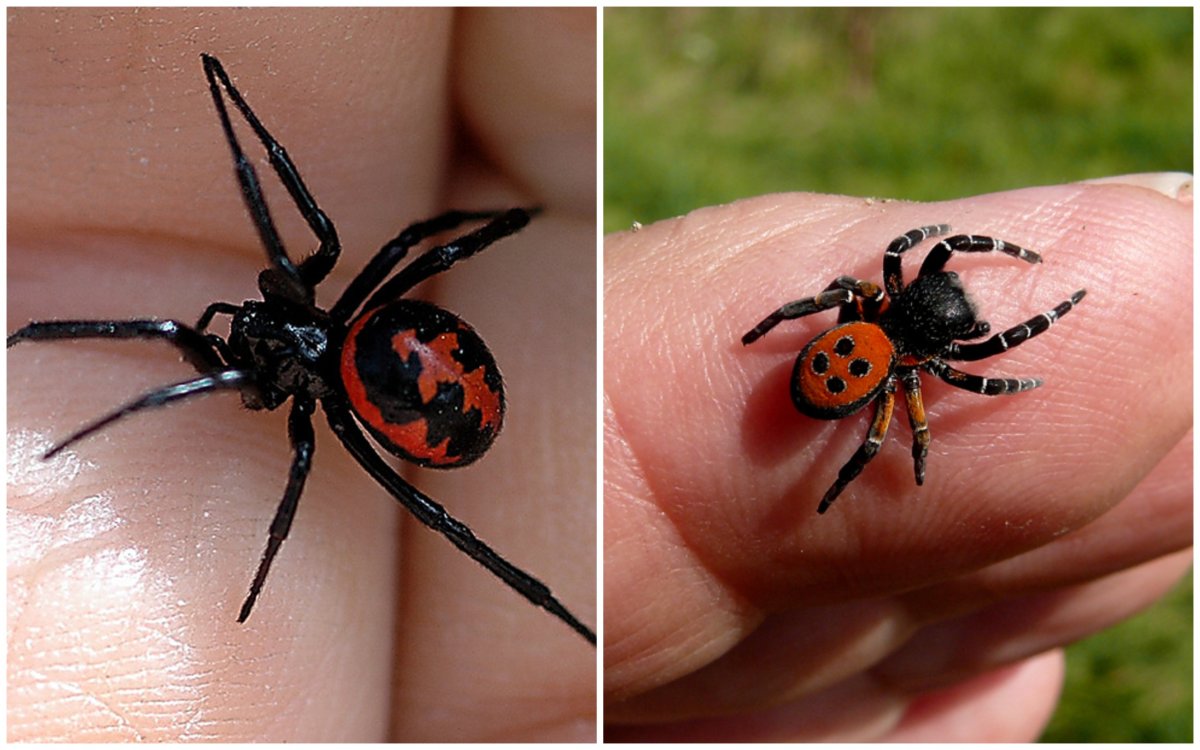 Паук эрезус чёрный укус