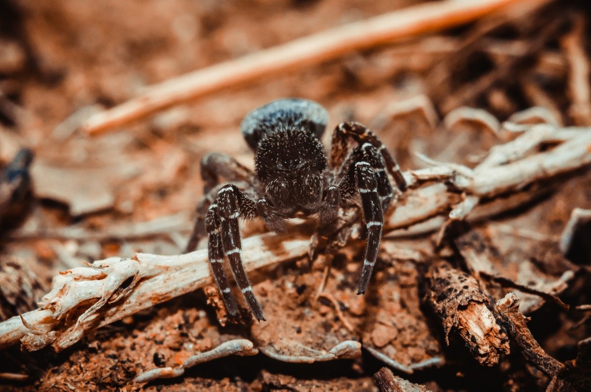 Паук обои на рабочий стол 1920х1080