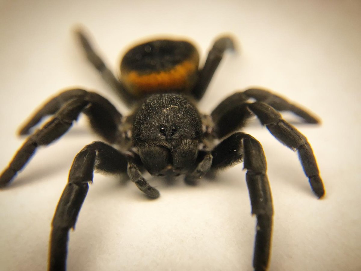 Eresus walckenaeri паук