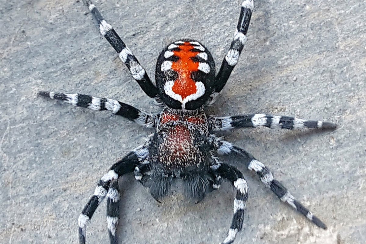 Тарантул Каракурт птицеед