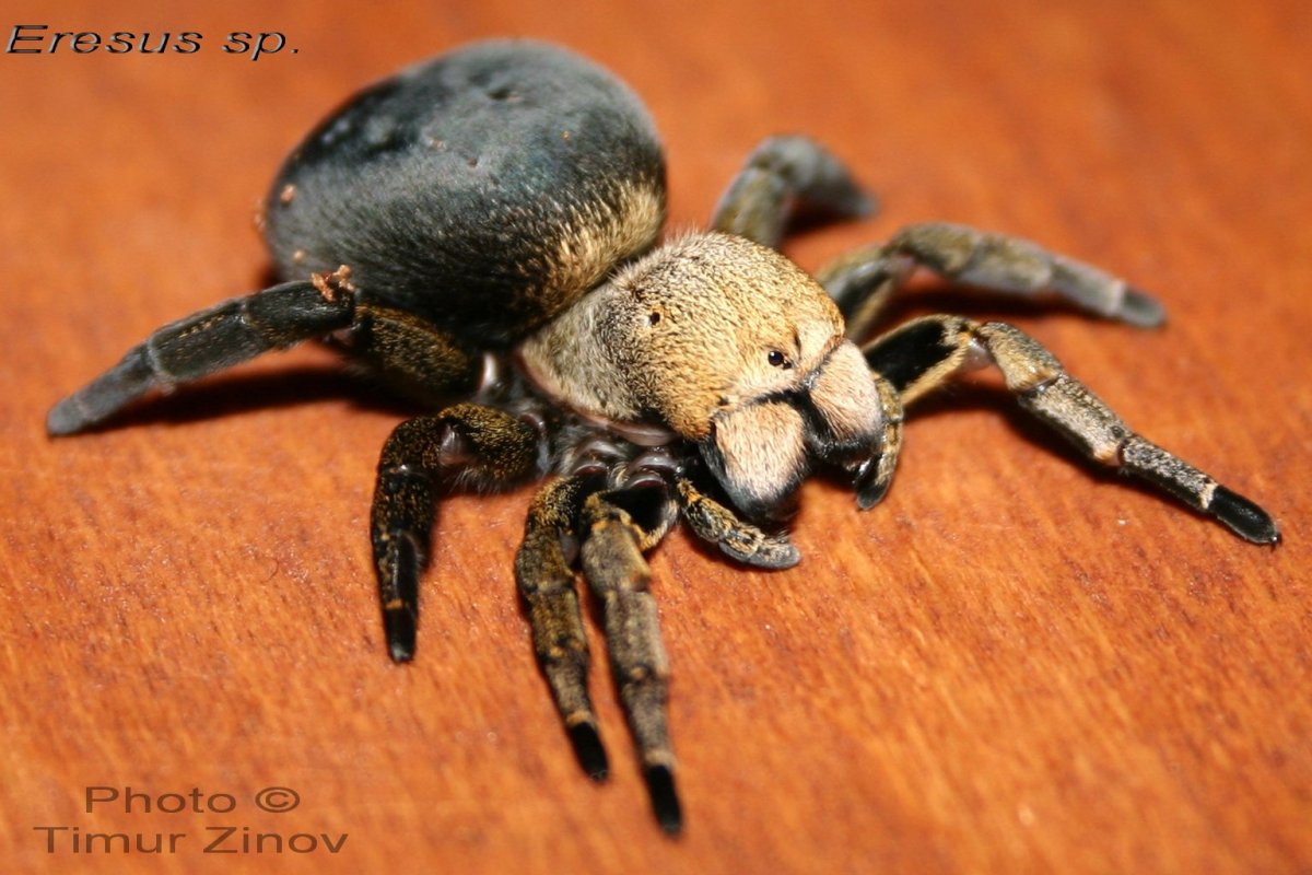 Eresus Kollari клыки