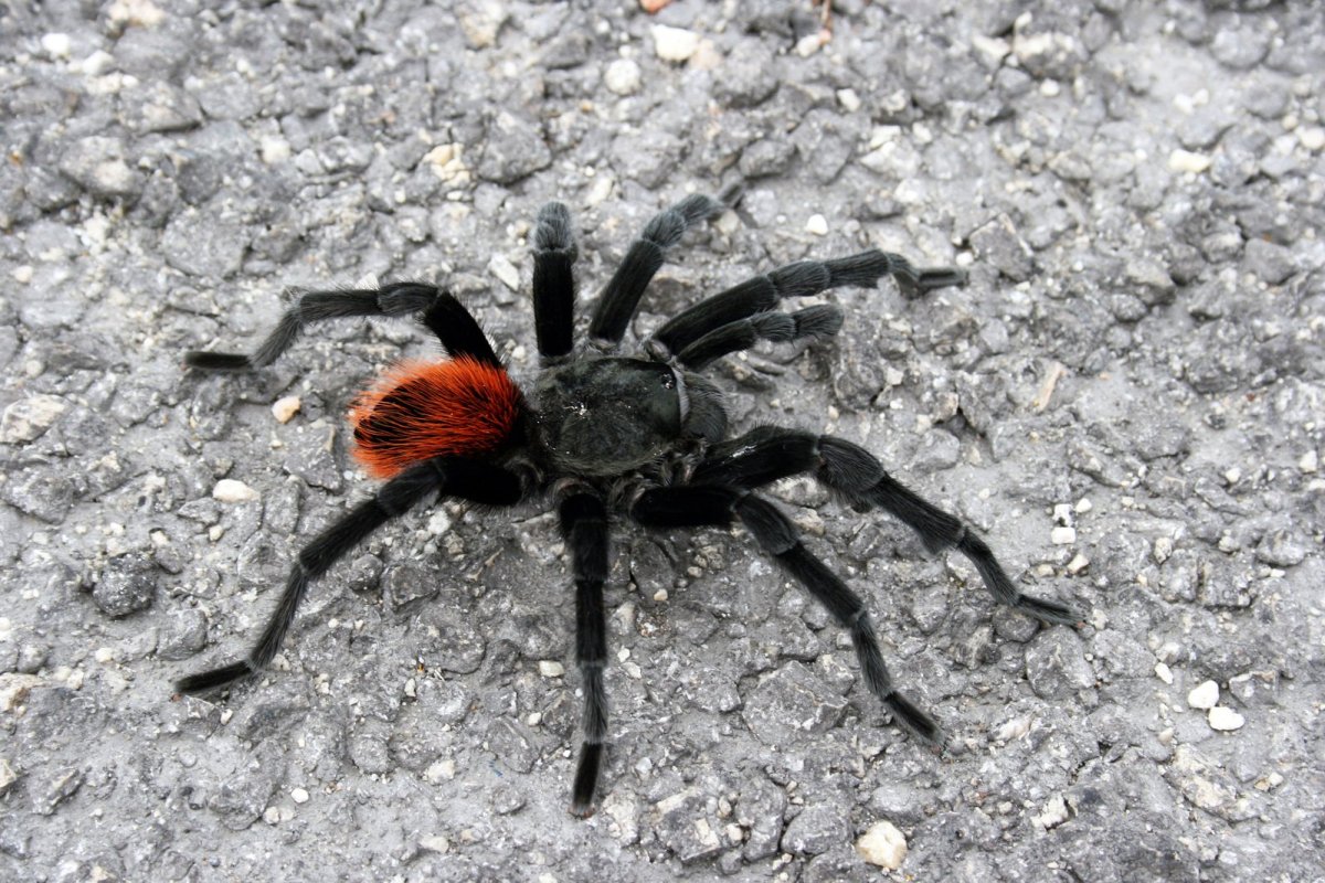 Тарантул паук в Дагестане