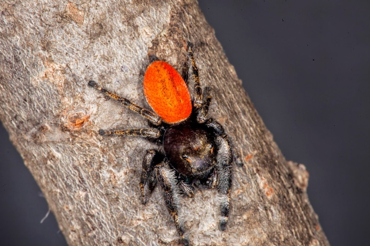 Черно оранжевый паук