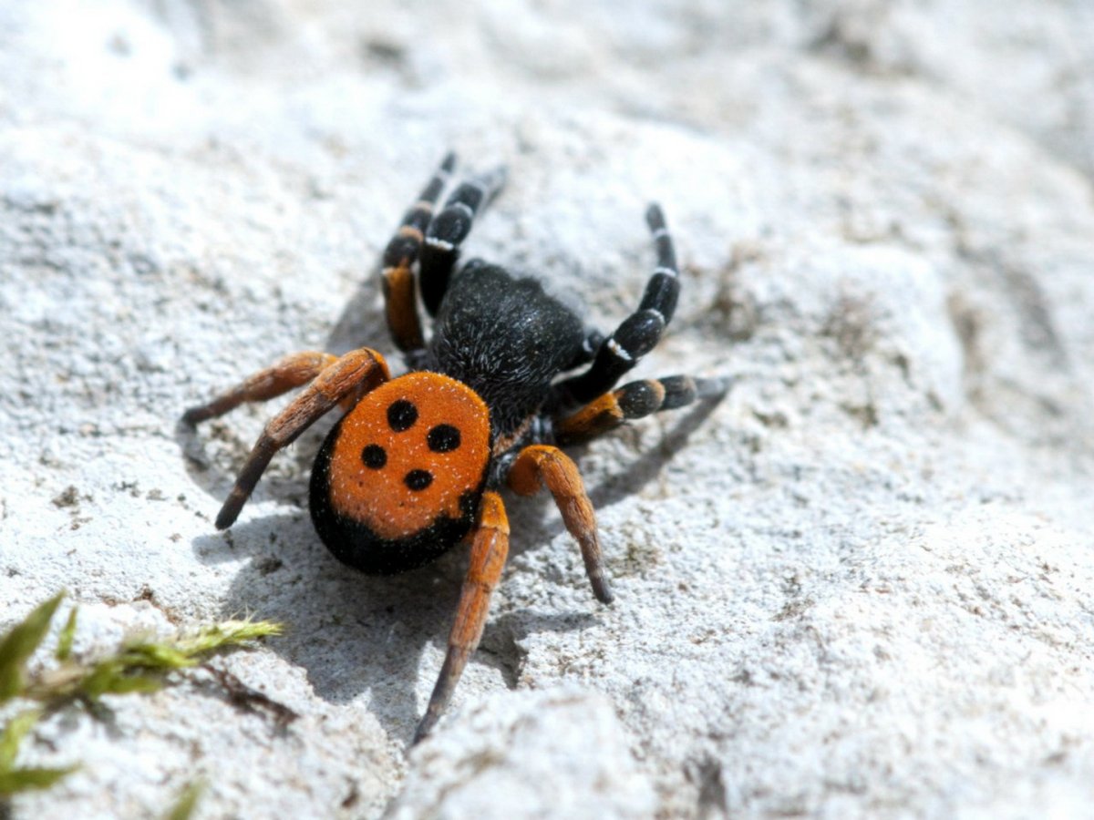 Тарантул эрезус