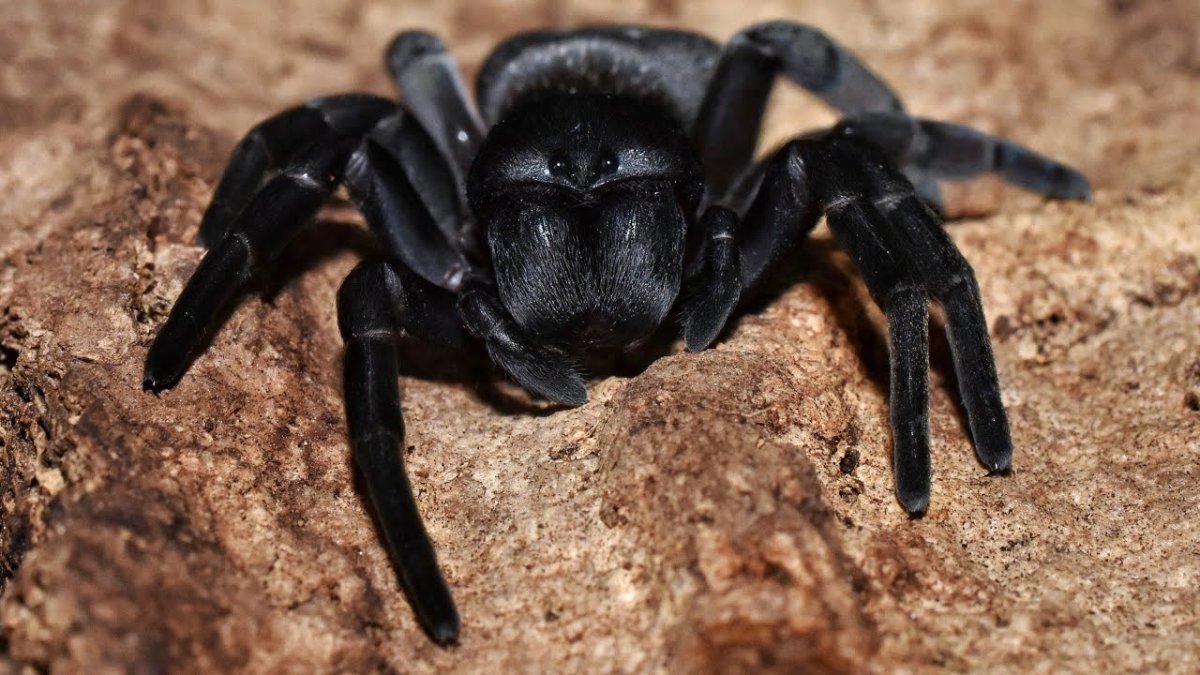 Паук эрезус бархатный