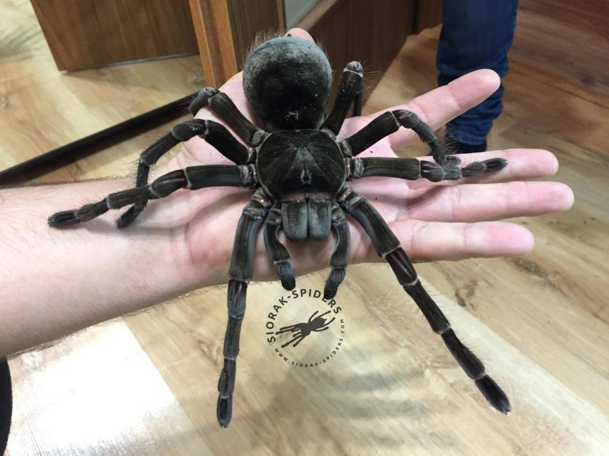 Тарантул птицеед Голиаф черный