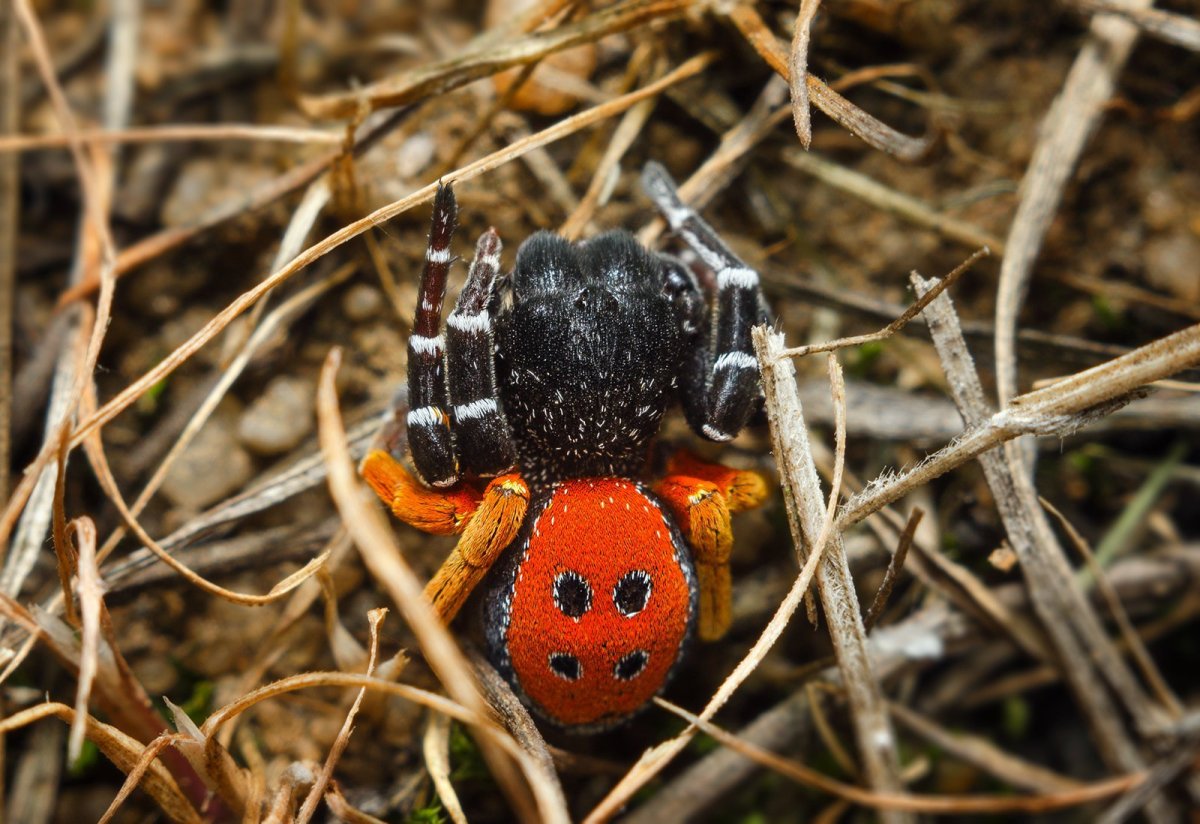 Эрезус Астраханской области