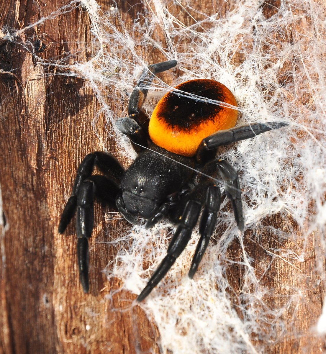 Eresus walckenaeri паук