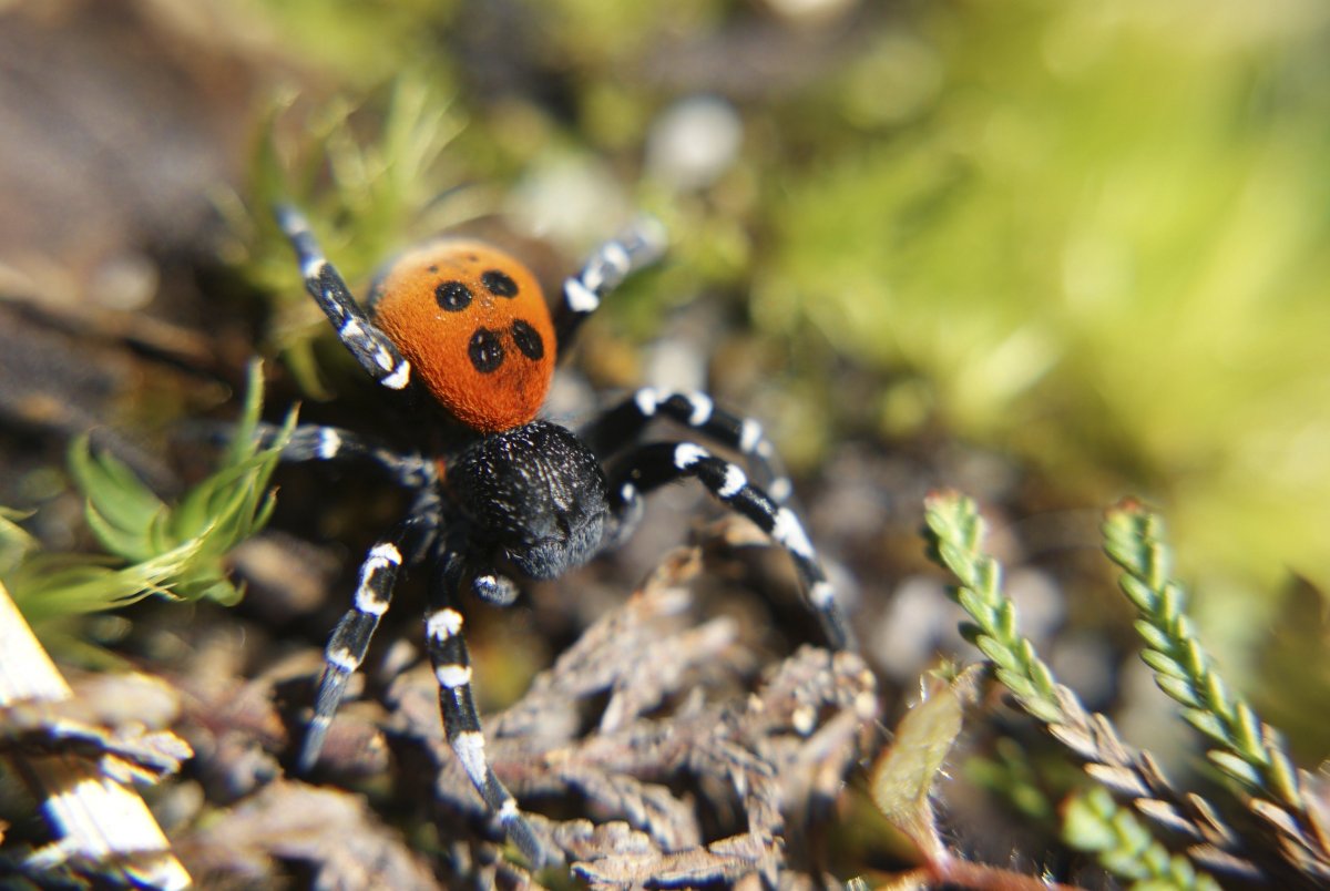 Эрезус Коллара