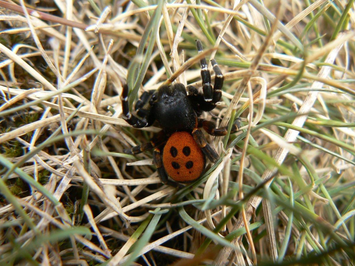 Ladybird mimic паук