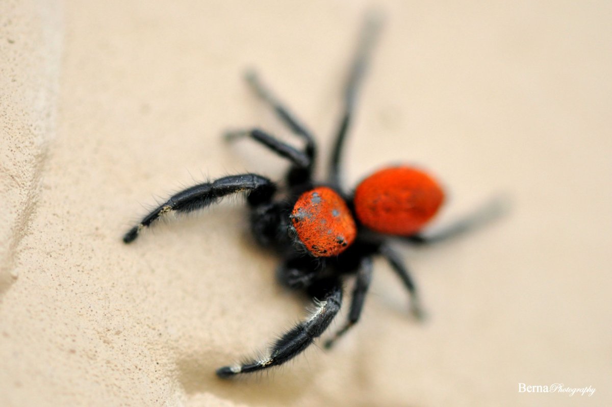 Черный паук с красными лапами