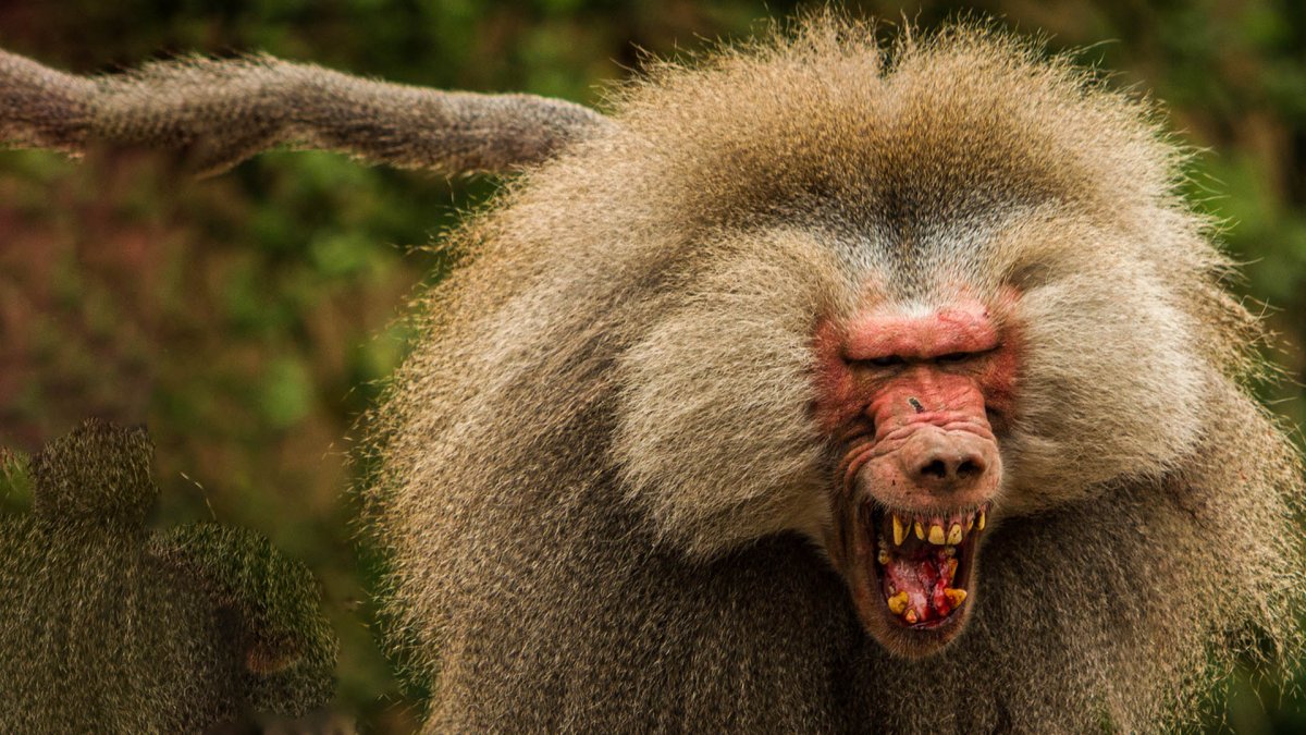 Сердитый Бабуин