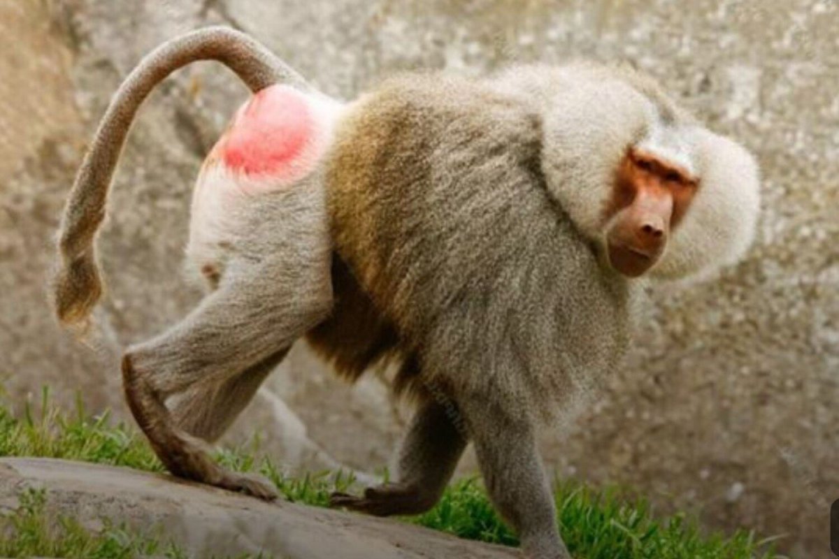 Павиан гамадрил