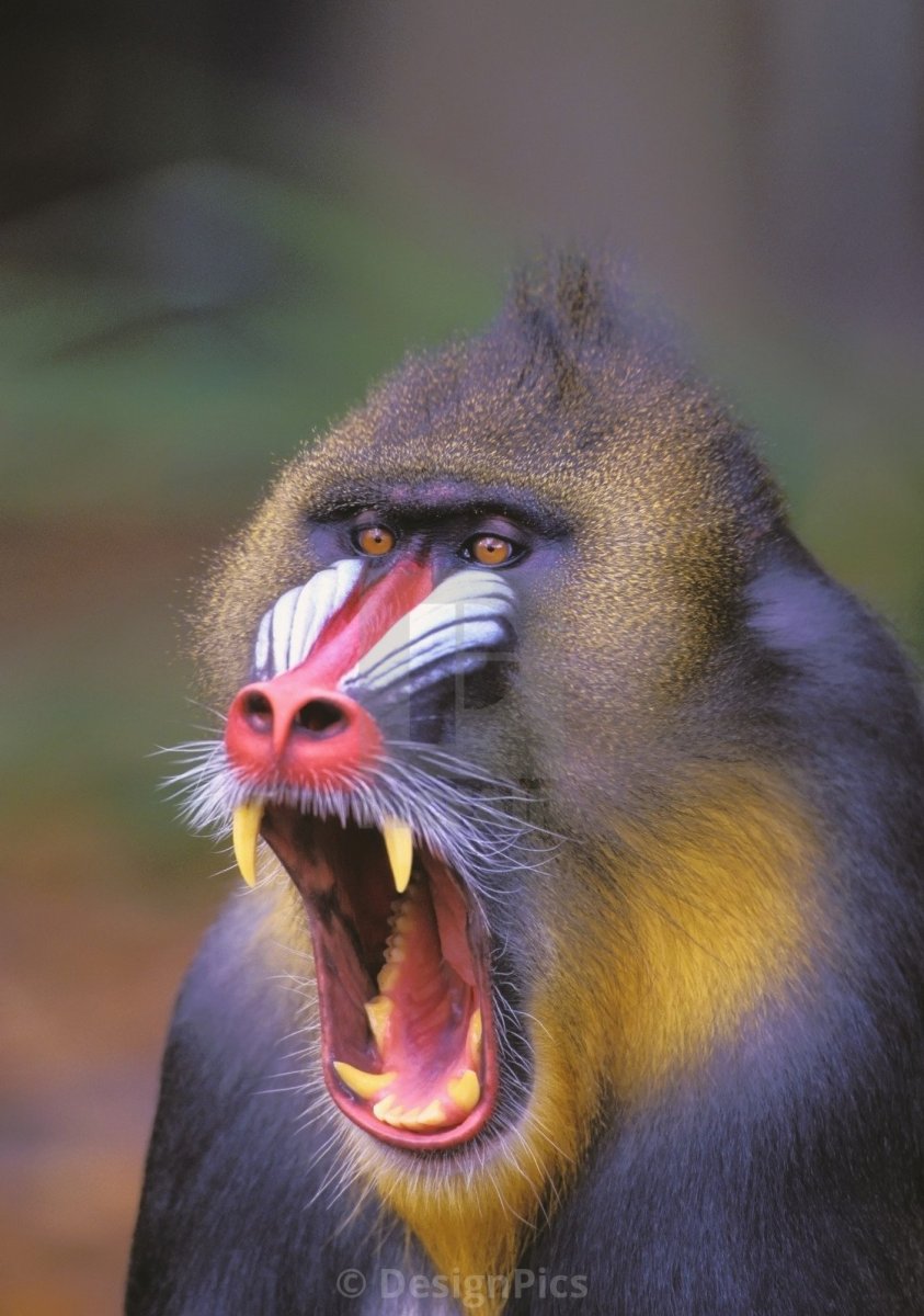 Павиан гамадрил Бабуин