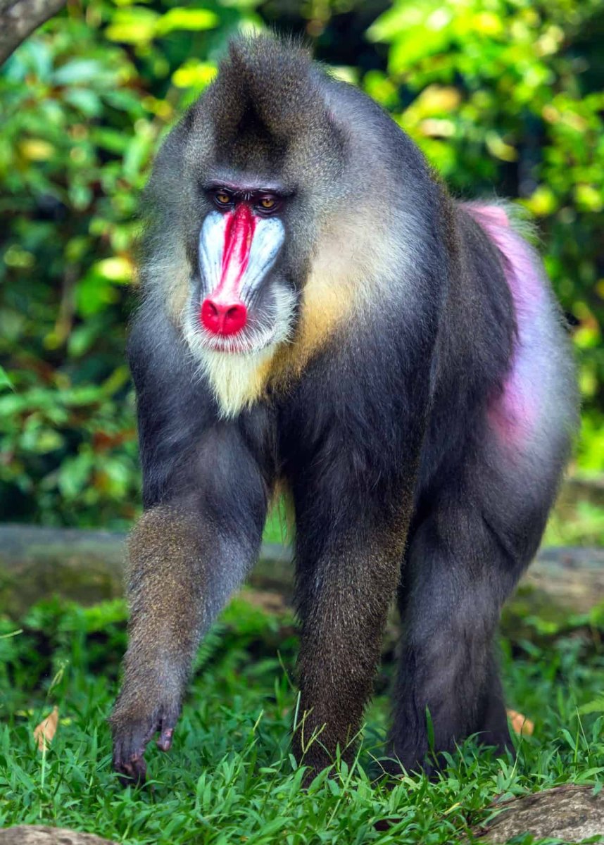 Хохлатый павиан