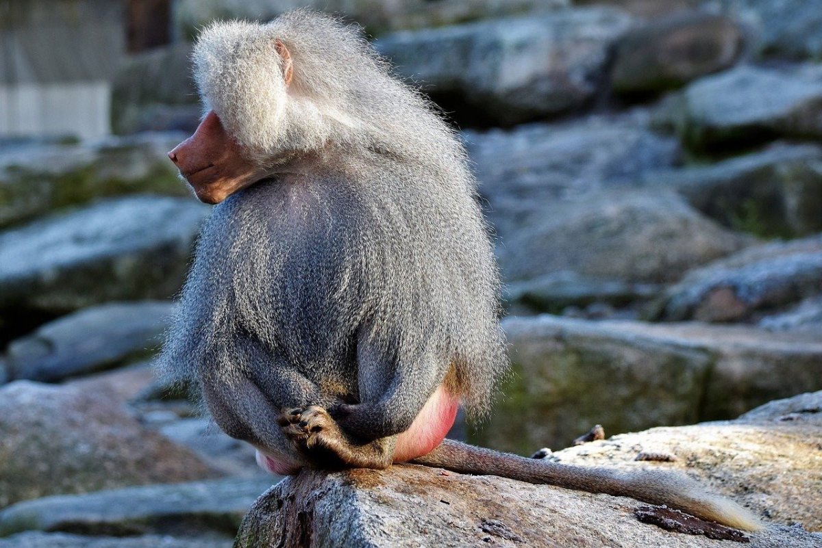 Павиан фото животного