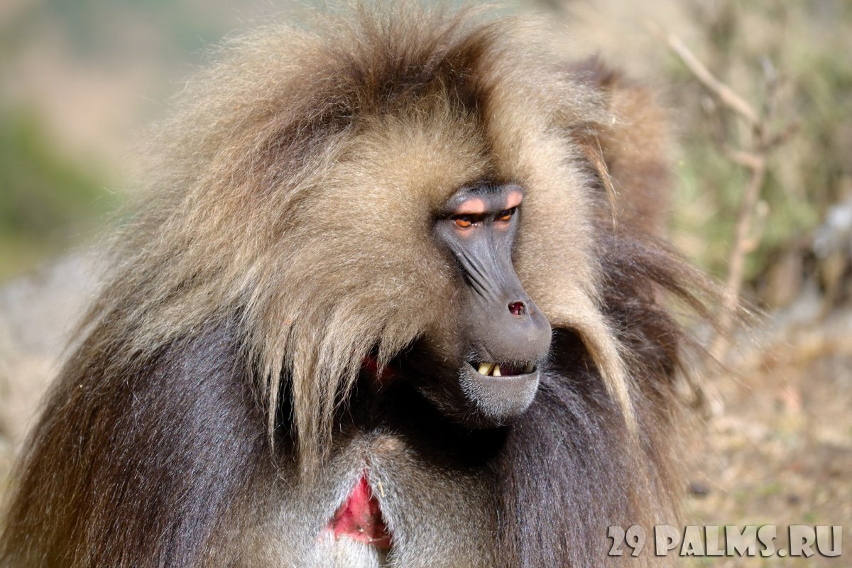Гелады против бабуинов
