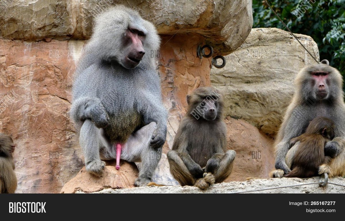 Спаривание бабуинов