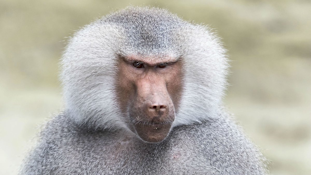 Бабуин прикол