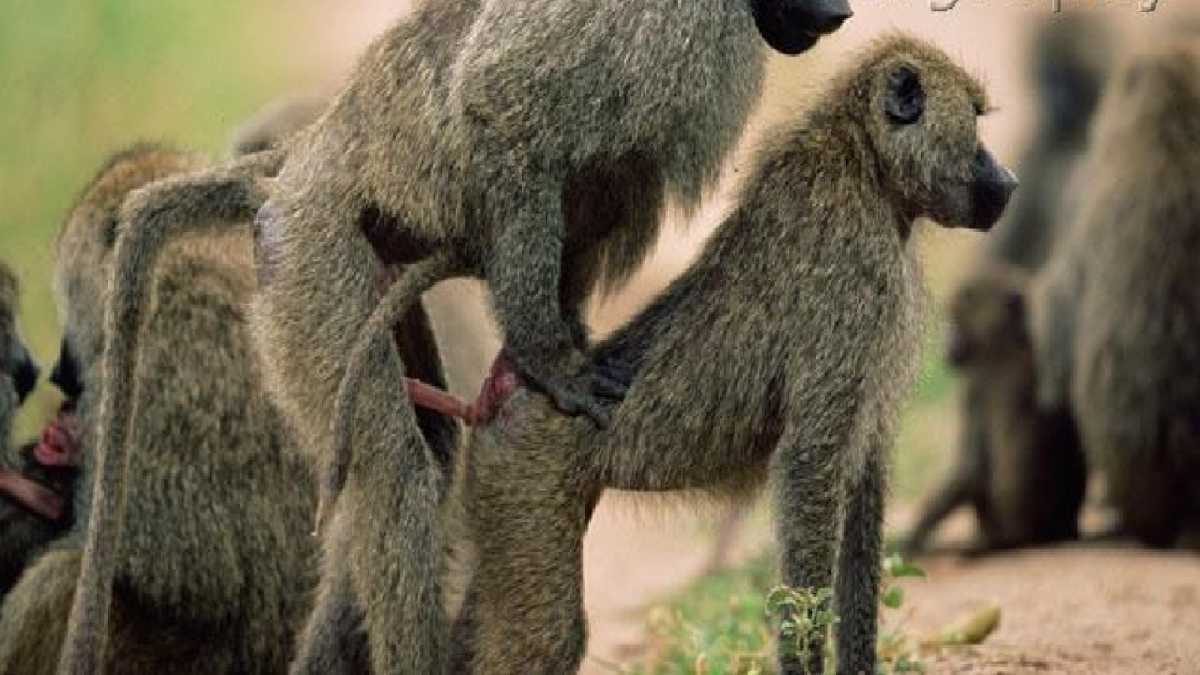 Самка павиана в брачный период