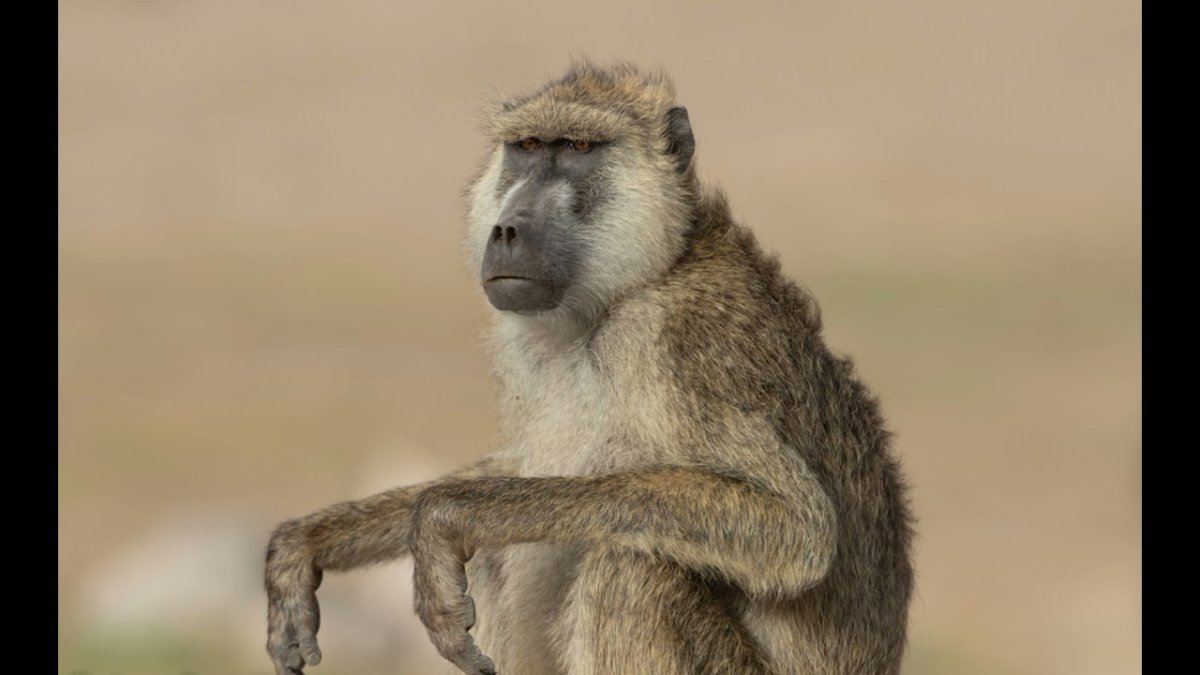 Мир животных жизнь бабуина