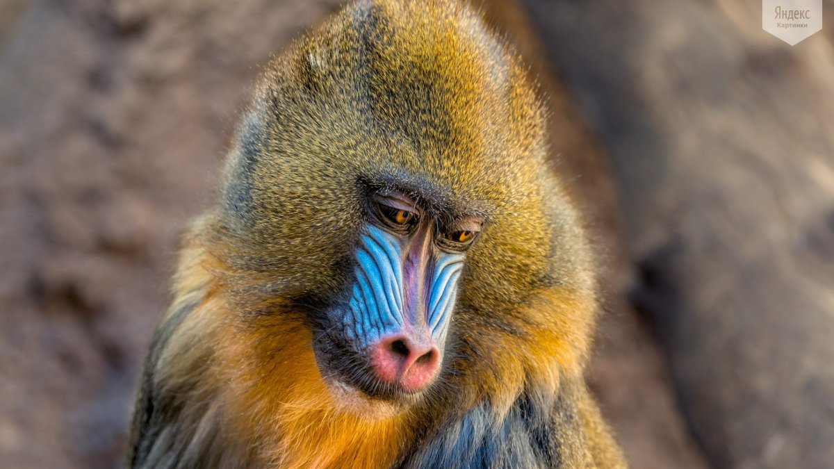 Красноносая обезьяна