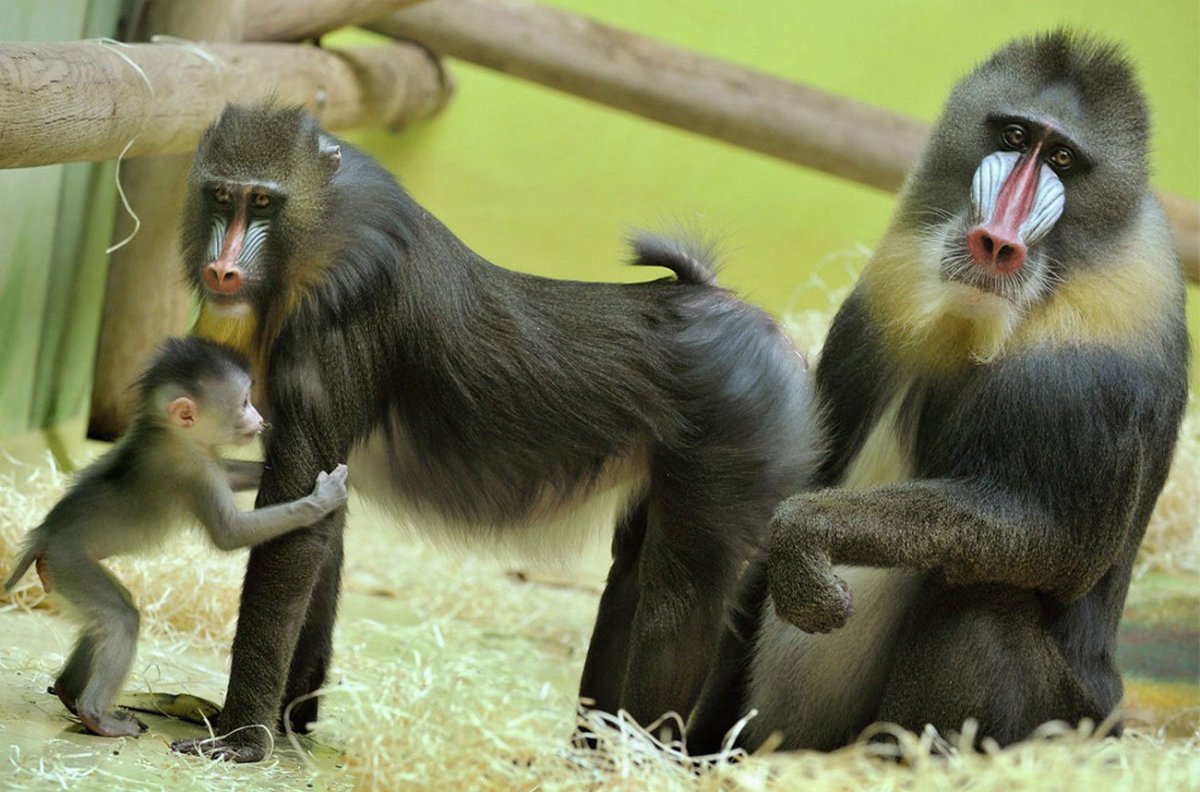 Мандрил Московский зоопарк