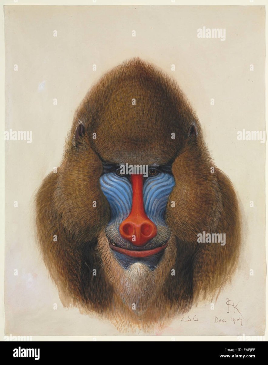 Мандрил арт