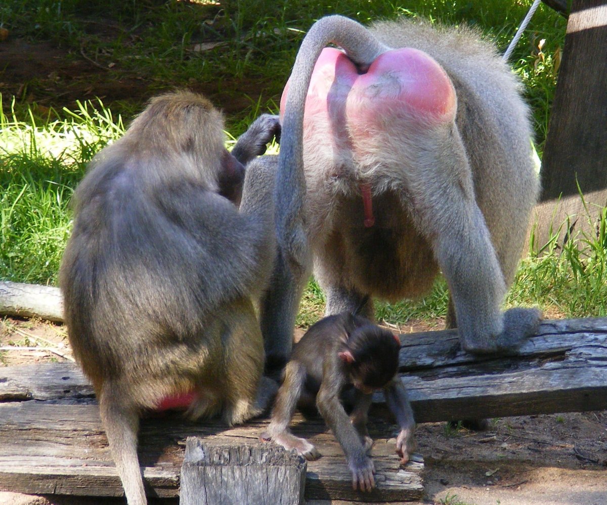Спаривание бабуинов