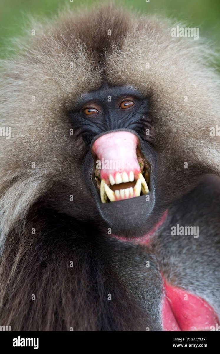 Гигантский павиан