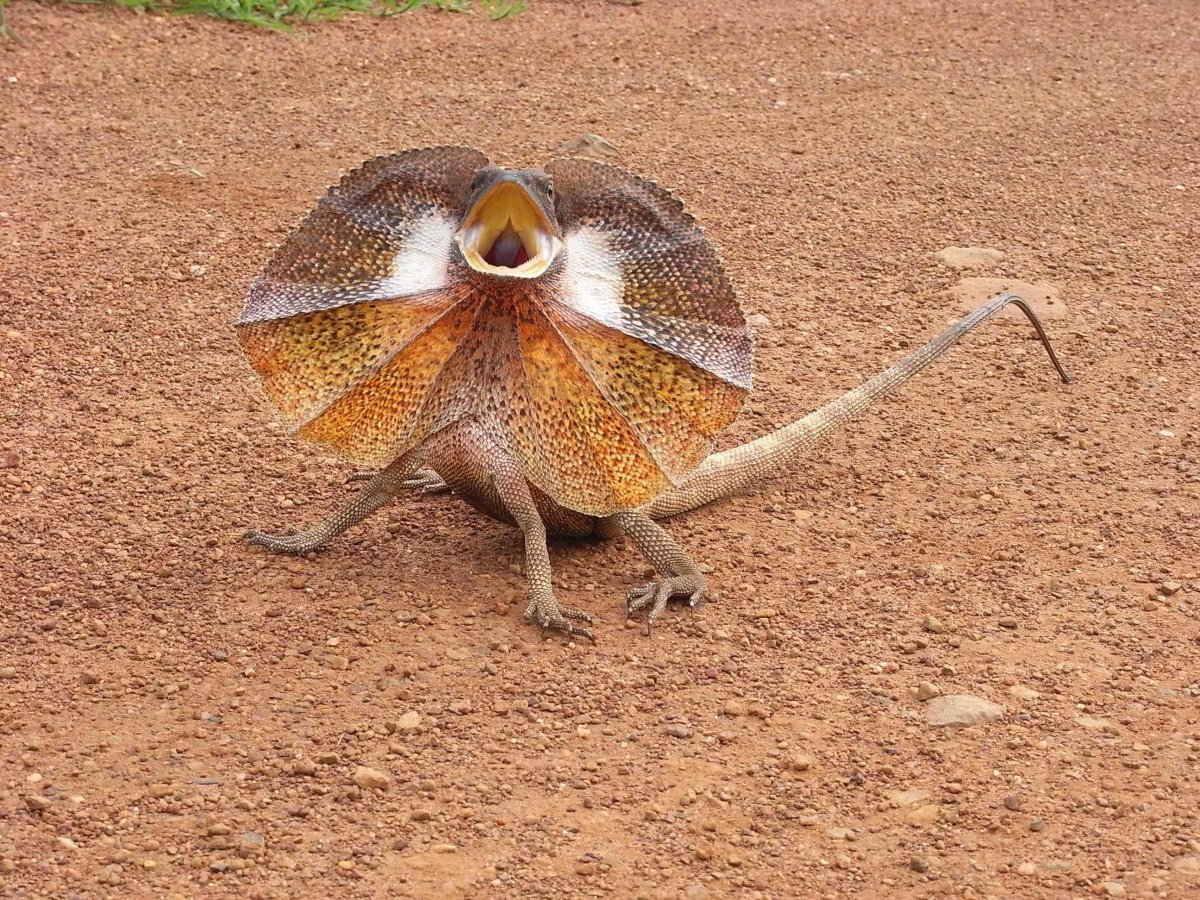 Плащеносная ящерица