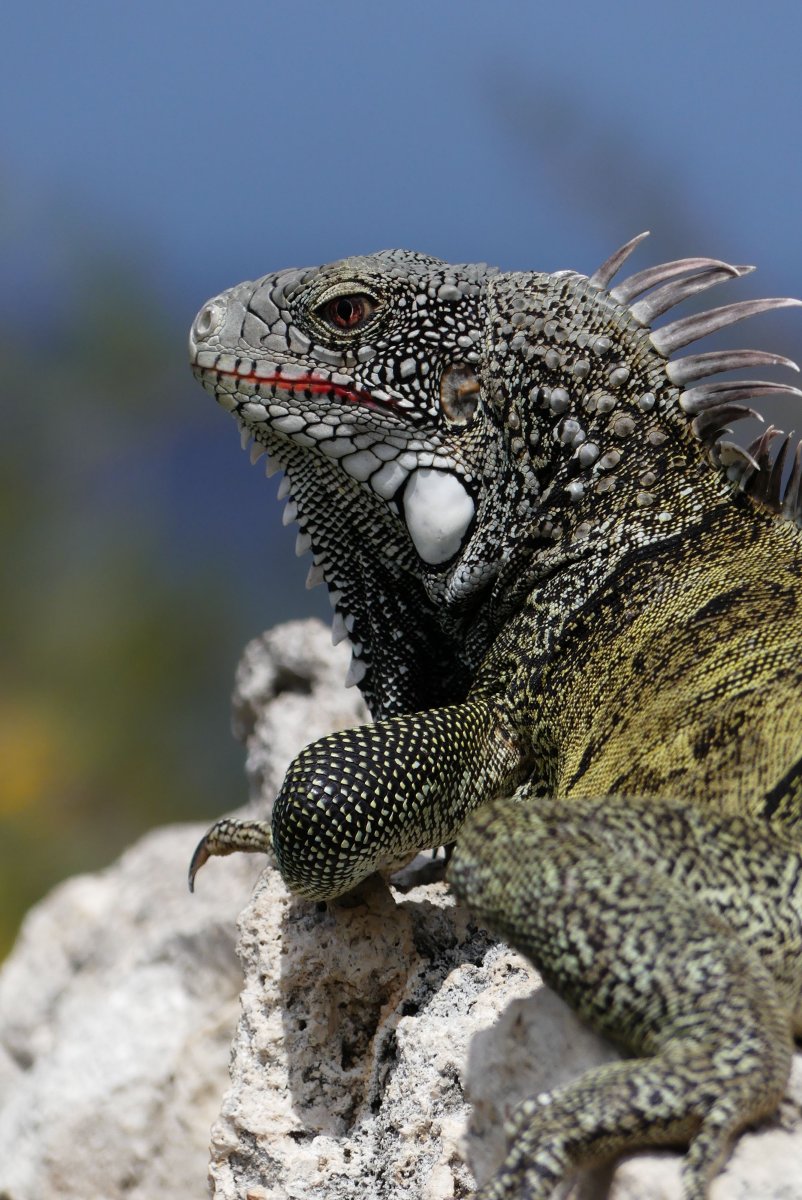 Ящерица Варан