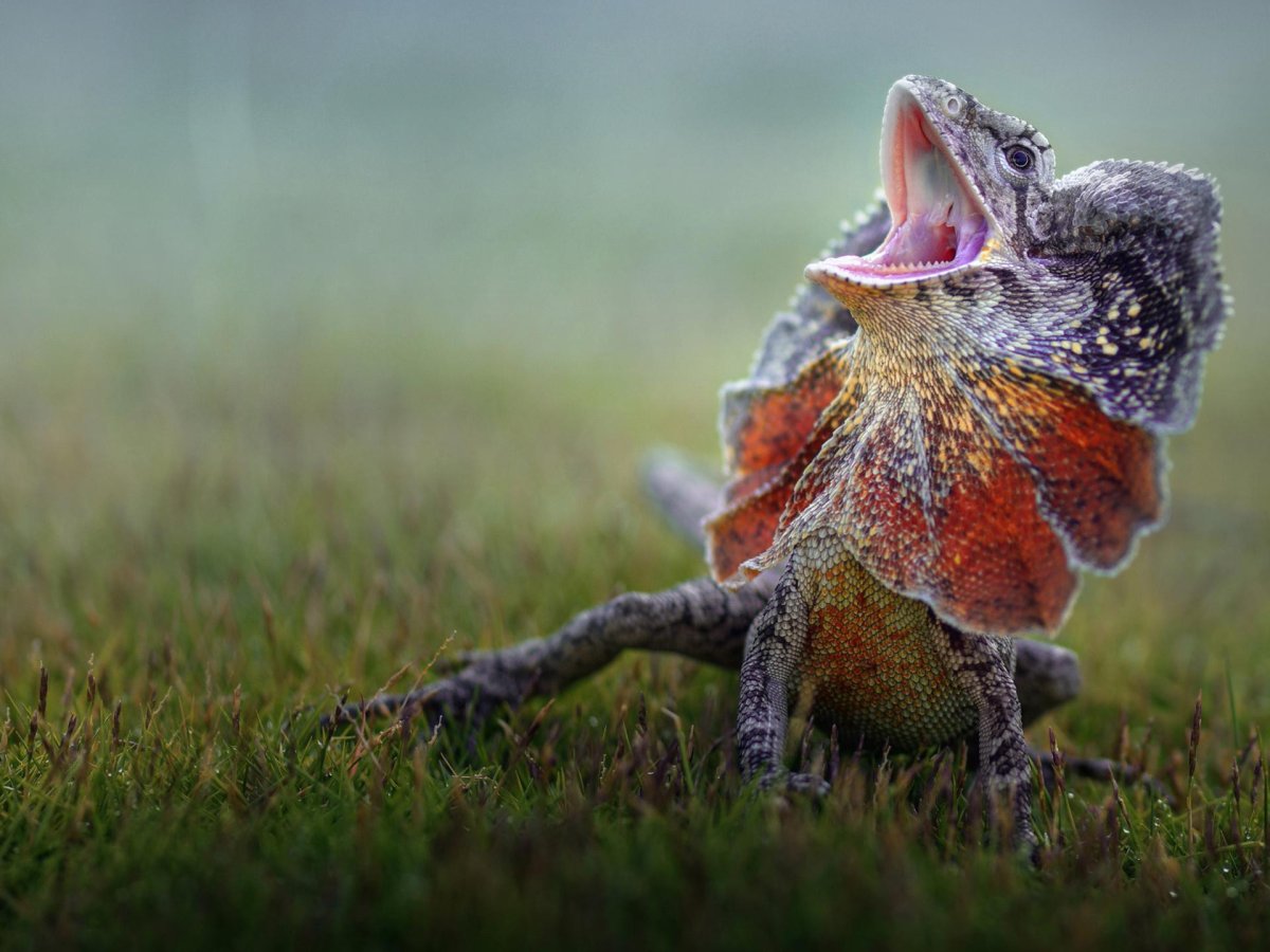 Ящерица с гривой