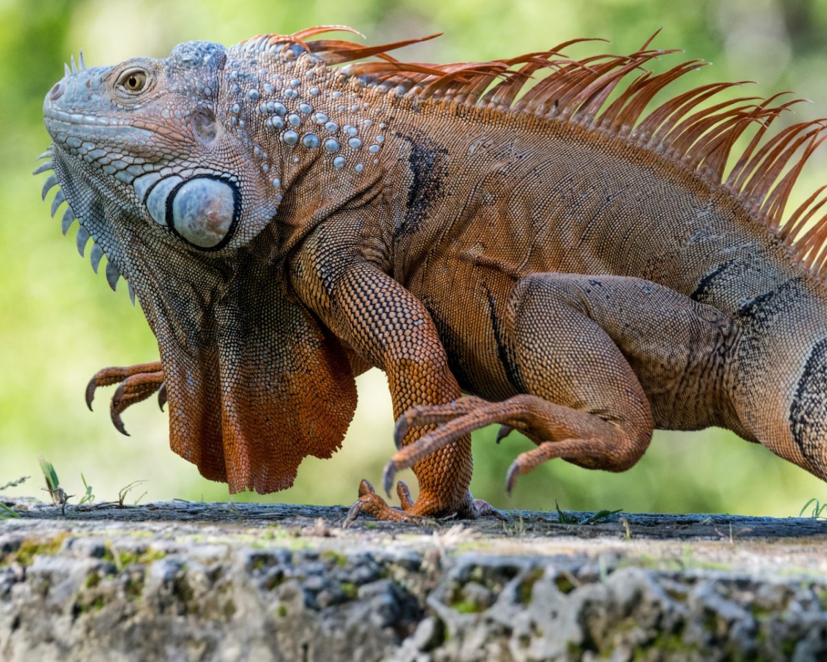 Хищные ящерицы