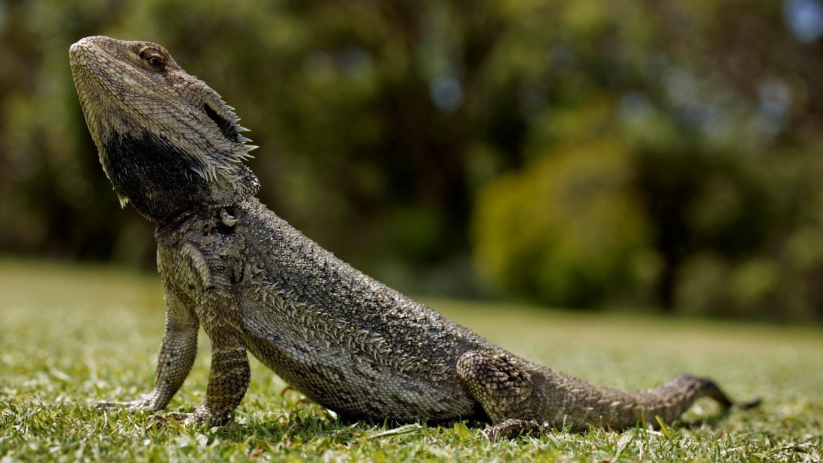 Ящерица с длинной шеей