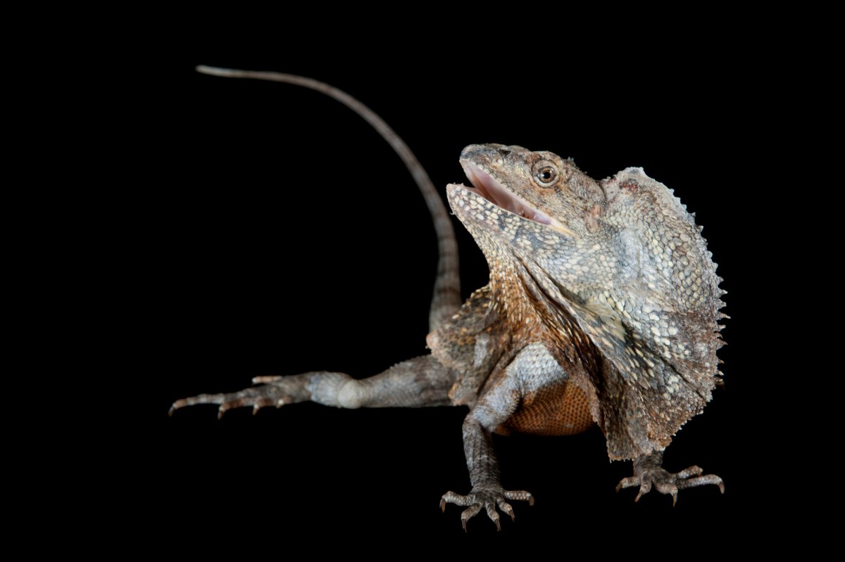 Плащеносная ящерица белая