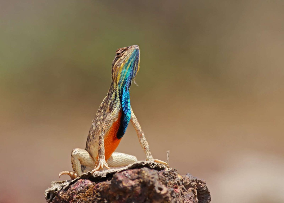 Каменная агама