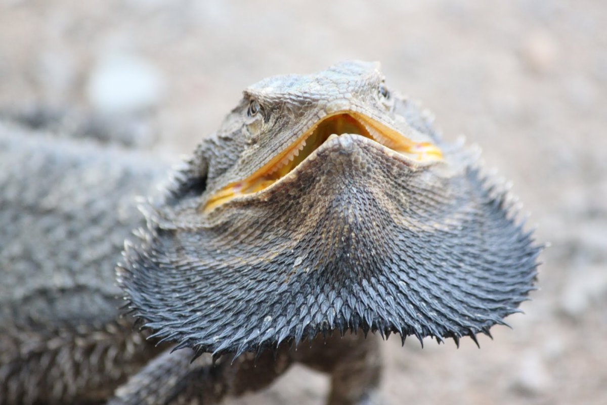 Ящерица на шее