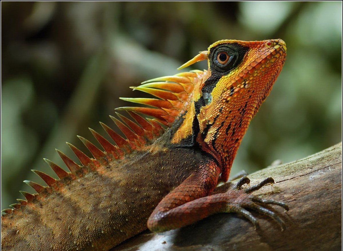 Ящерица акантозавр