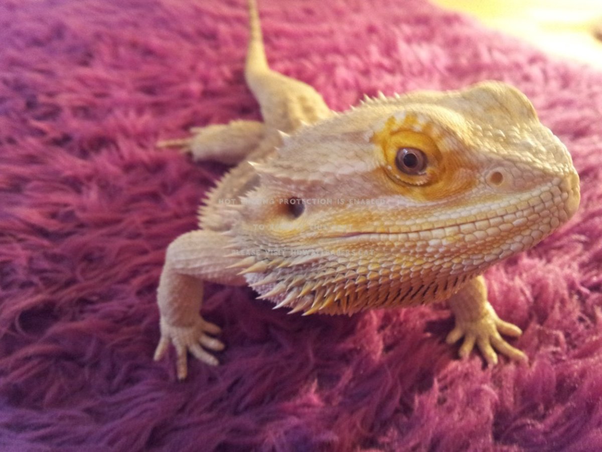 Бородатая агама красная