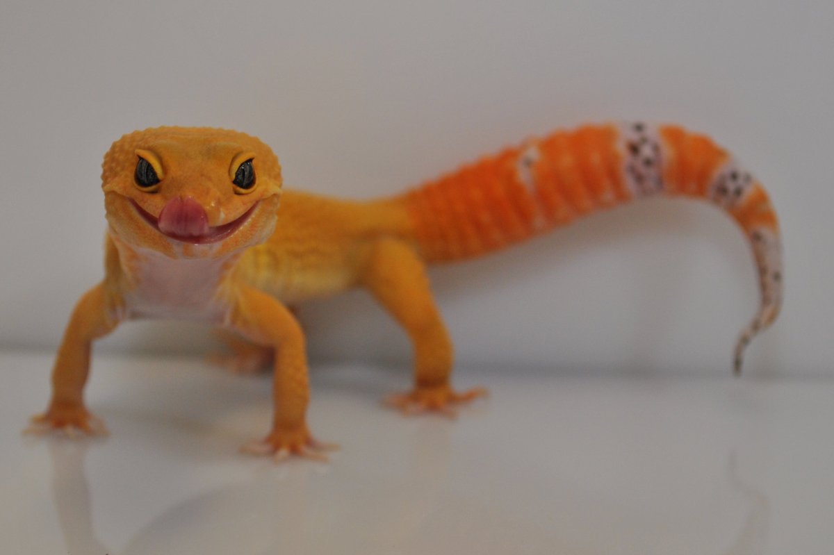 Эублефар Танжерин