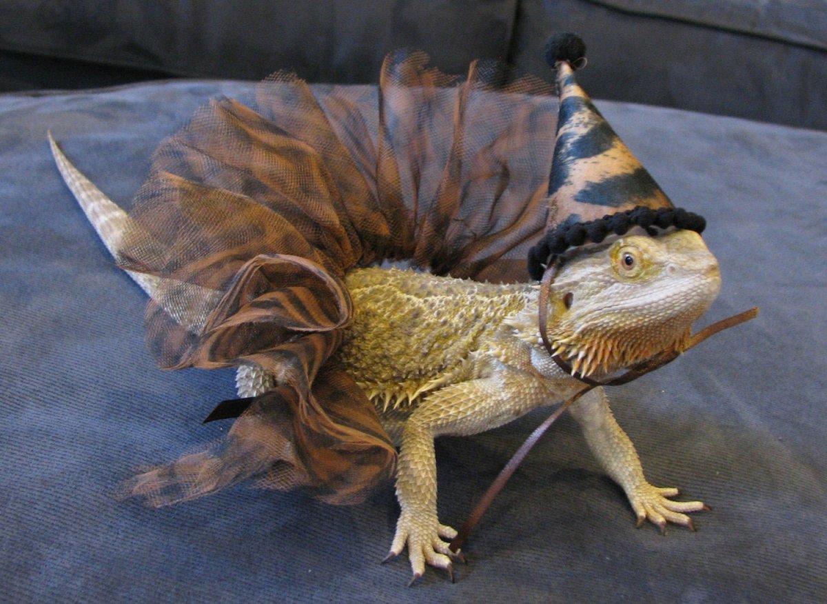 Бородатая агама в костюме дракона