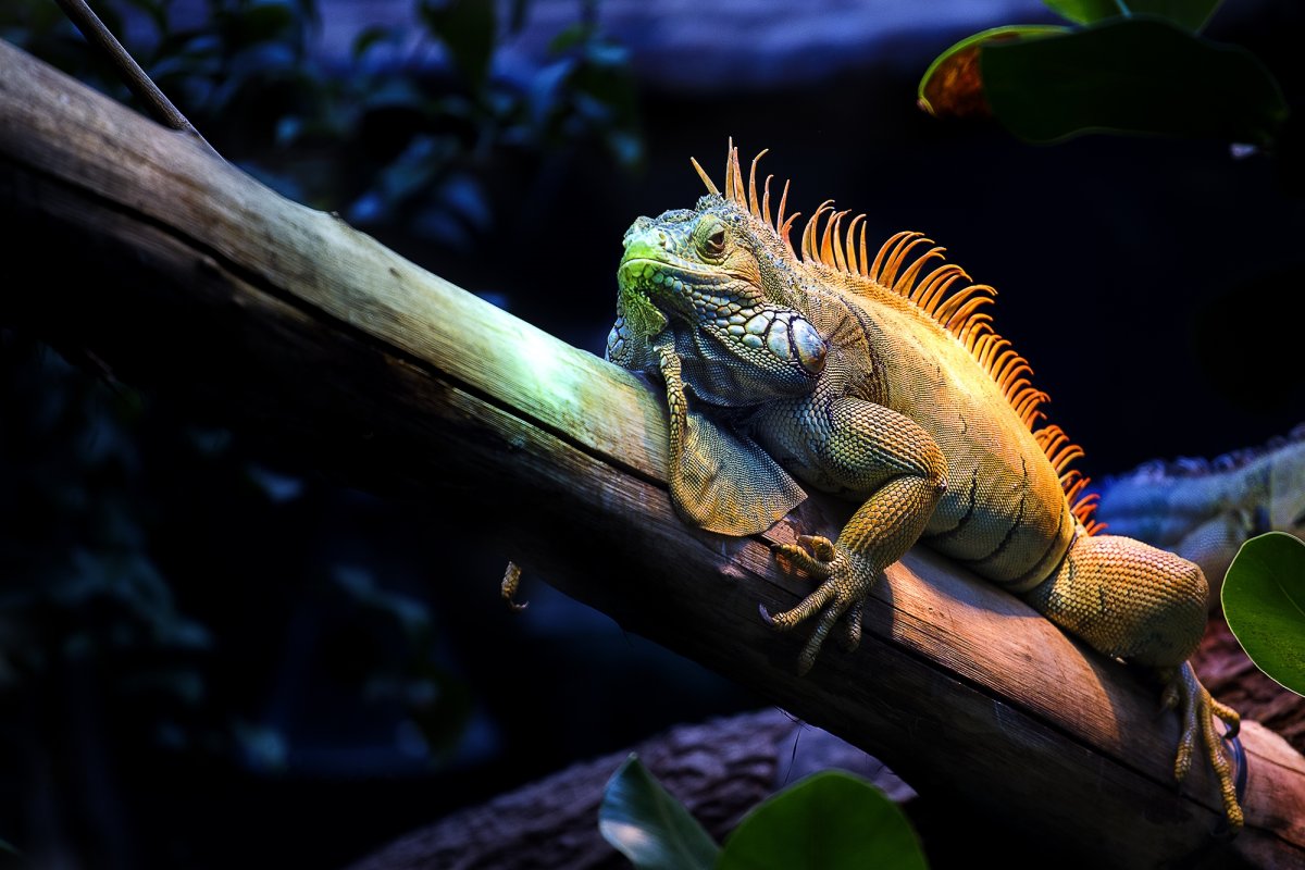 Килехвостая игуана