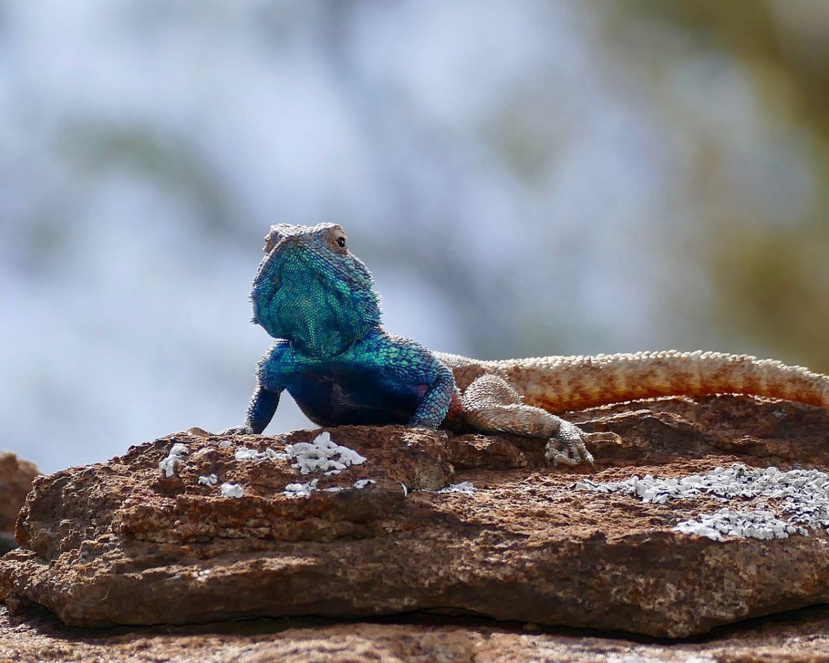 Ящерица агама Ситана